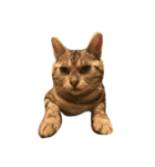 目つきの悪い猫 フィガロ（個別スタンプ：1）