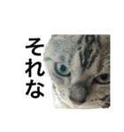 目つきの悪い猫 フィガロ（個別スタンプ：2）