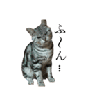 目つきの悪い猫 フィガロ（個別スタンプ：3）