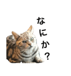 目つきの悪い猫 フィガロ（個別スタンプ：4）