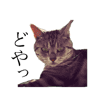 目つきの悪い猫 フィガロ（個別スタンプ：5）