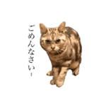 目つきの悪い猫 フィガロ（個別スタンプ：7）