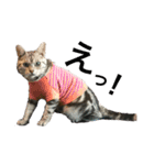 目つきの悪い猫 フィガロ（個別スタンプ：8）