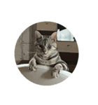 目つきの悪い猫 フィガロ（個別スタンプ：10）