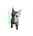 目つきの悪い猫 フィガロ（個別スタンプ：11）