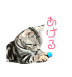 目つきの悪い猫 フィガロ（個別スタンプ：12）