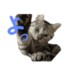 目つきの悪い猫 フィガロ（個別スタンプ：13）