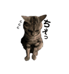 目つきの悪い猫 フィガロ（個別スタンプ：14）