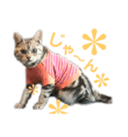 目つきの悪い猫 フィガロ（個別スタンプ：15）