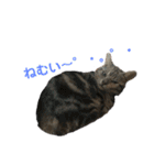 目つきの悪い猫 フィガロ（個別スタンプ：16）