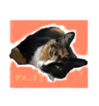 ねこで日常会話を（個別スタンプ：2）