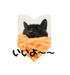 ねこで日常会話を（個別スタンプ：3）