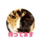 ねこで日常会話を（個別スタンプ：7）