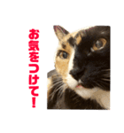 ねこで日常会話を（個別スタンプ：8）