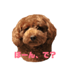 面白トイプードル・モモ（個別スタンプ：1）