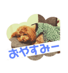 面白トイプードル・モモ（個別スタンプ：5）