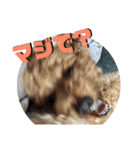 面白トイプードル・モモ（個別スタンプ：7）