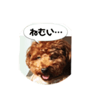 面白トイプードル・モモ（個別スタンプ：8）