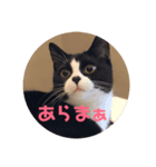 はなくろ ハチワレ金ちゃんパワー（個別スタンプ：1）