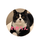 はなくろ ハチワレ金ちゃんパワー（個別スタンプ：2）