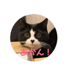 はなくろ ハチワレ金ちゃんパワー（個別スタンプ：3）