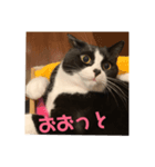 はなくろ ハチワレ金ちゃんパワー（個別スタンプ：4）