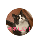 はなくろ ハチワレ金ちゃんパワー（個別スタンプ：5）