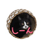 はなくろ ハチワレ金ちゃんパワー（個別スタンプ：6）
