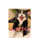 はなくろ ハチワレ金ちゃんパワー（個別スタンプ：7）