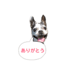 ボストンテリア ベティちゃん スタンプ（個別スタンプ：2）