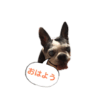 ボストンテリア ベティちゃん スタンプ（個別スタンプ：3）