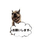 ボストンテリア ベティちゃん スタンプ（個別スタンプ：12）