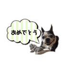 ボストンテリア ベティちゃん スタンプ（個別スタンプ：13）