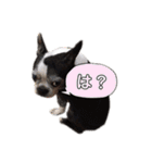 ボストンテリア ベティちゃん スタンプ（個別スタンプ：15）