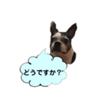 ボストンテリア ベティちゃん スタンプ（個別スタンプ：17）