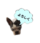 ボストンテリア ベティちゃん スタンプ（個別スタンプ：21）
