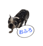 ボストンテリア ベティちゃん スタンプ（個別スタンプ：24）