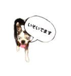 ボストンテリア ベティちゃん スタンプ（個別スタンプ：35）