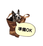 ボストンテリア ベティちゃん スタンプ（個別スタンプ：36）
