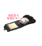 猫のラガさん（個別スタンプ：2）