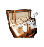 猫のラガさん（個別スタンプ：3）