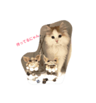 猫のラガさん（個別スタンプ：5）