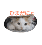 猫のラガさん（個別スタンプ：7）