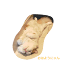 猫のラガさん（個別スタンプ：8）