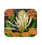 おはようございます祝福の挨拶-常緑の花（個別スタンプ：1）