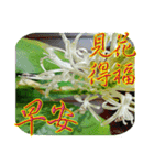 おはようございます祝福の挨拶-常緑の花（個別スタンプ：2）