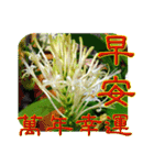 おはようございます祝福の挨拶-常緑の花（個別スタンプ：3）