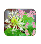 おはようございます祝福の挨拶-常緑の花（個別スタンプ：4）