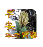 おはようございます祝福の挨拶-常緑の花（個別スタンプ：5）