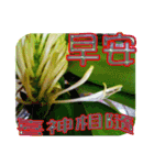 おはようございます祝福の挨拶-常緑の花（個別スタンプ：8）
